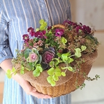 【年末SALE】ラズベリー色のビオラとプチハボタンの花籠(値下げ)