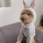 オーダー犬服 うさぎさんフーディー 裏起毛トップス