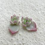 多肉loverピアス♡葉挿しっ子C♪ 粘土　植物　葉っぱ　リーフ　多肉植物　樹脂粘土多肉　