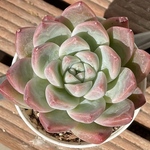 【⑦ ブラッククイーン　エケベリア】♡韓国苗♡多肉植物