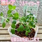 激レア　フルティコーサ　ミクロメリア属　苗　ハーブ　ミント　早い者勝ち