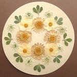 ネモフィラの押し花