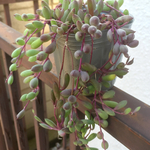 ルビーネックレス☆オトンナ☆多肉植物