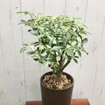 シェフレラ・ムーンドロップ    /  Schefflera arboricola 'Moondrop' エコプラ鉢
