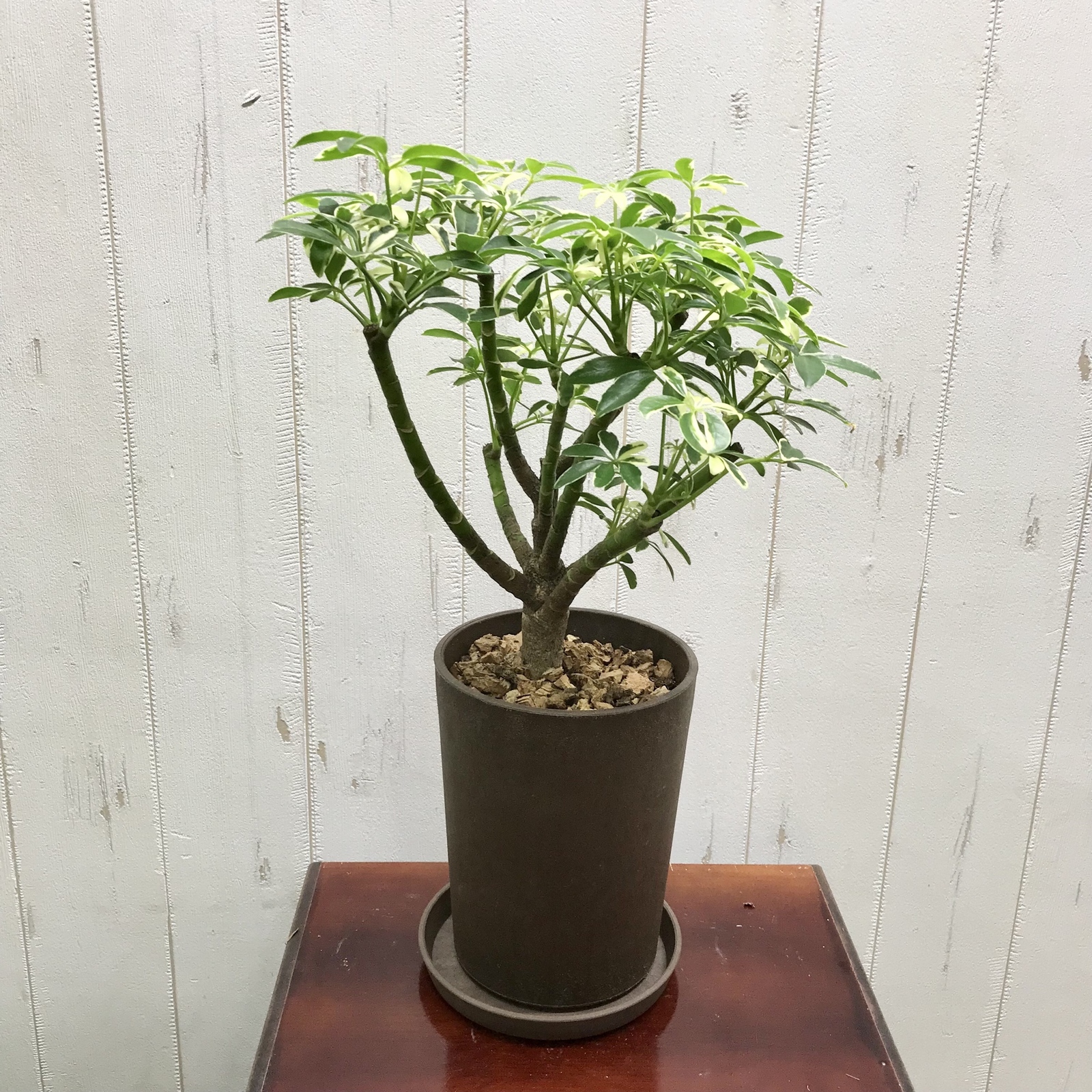 シェフレラ・ムーンドロップ / Schefflera arboricola 'Moondrop