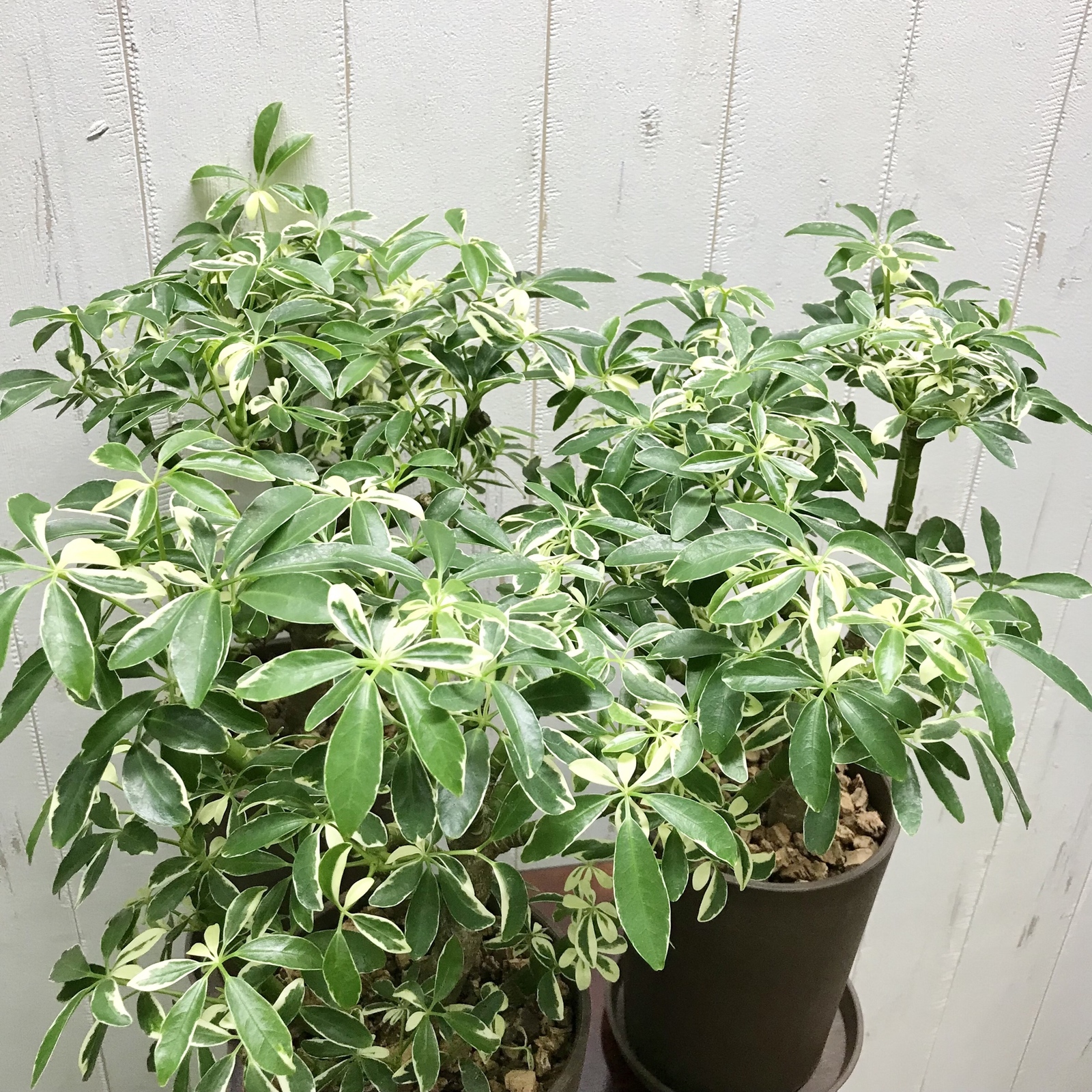 シェフレラ・ムーンドロップ / Schefflera arboricola 'Moondrop