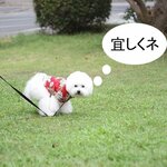 専用のカートです。