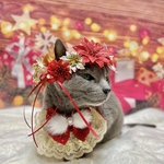 【単品決済 】【猫用 花冠&チョーカー】クリスマスセット🎄2022バージョン 選べるチョーカー