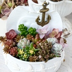 きまぐれ寄せ植え♡ANCHOR＊多肉植物＊リメ缶ごと