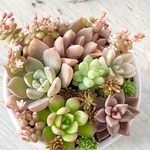 個人様♡専用ページ!!ミリナエ錦入り♡きまぐれ寄せ植え＊人気葉挿しベビー