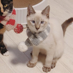 犬 SSサイズ ニット マフラー ♡ 猫 マフラー ペット マフラー スタイ 猫 首輪 ネックレス ボーダー