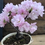 一才桜♡即完売♡テーブルで楽しむ♡旭山♡ガーデニング♡観葉植物