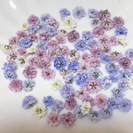 NO.2  かすみ草約100粒