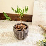 希少☆石垣生まれの小さなザミア『フロリダーナ』　3号 アンティーク鉢　観葉植物　インテリア
