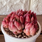 【多肉植物】アンジェラ（名札付き）