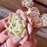 【多肉植物】エレガンス・アルバ（名札付き）