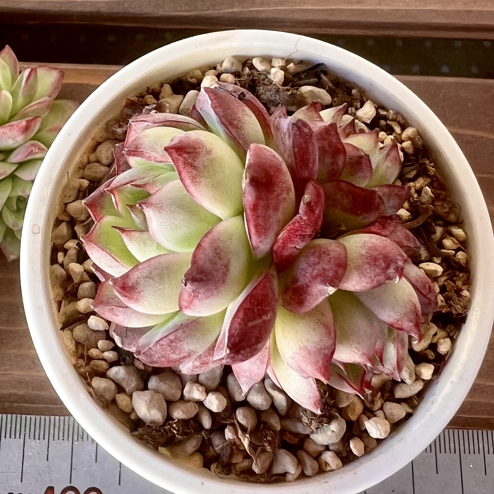 多肉植物】ラインクイーン（名札付き） - PukuPuku GALLERY | minne