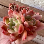 【多肉植物】マドンナ（名札付き）