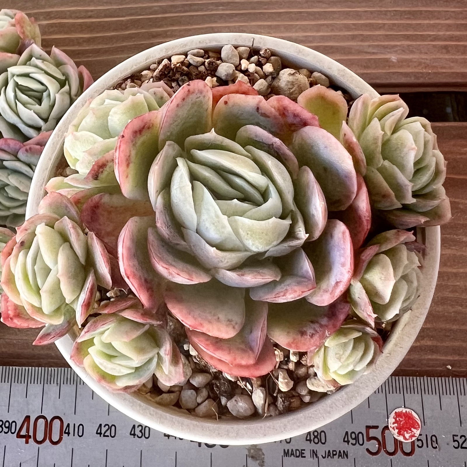 多肉植物】ラズベリーアイス《群生》（名札付き） - PukuPuku