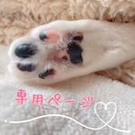 【y様ご購入専用】  ★クリスマスケーキ 白猫 ★