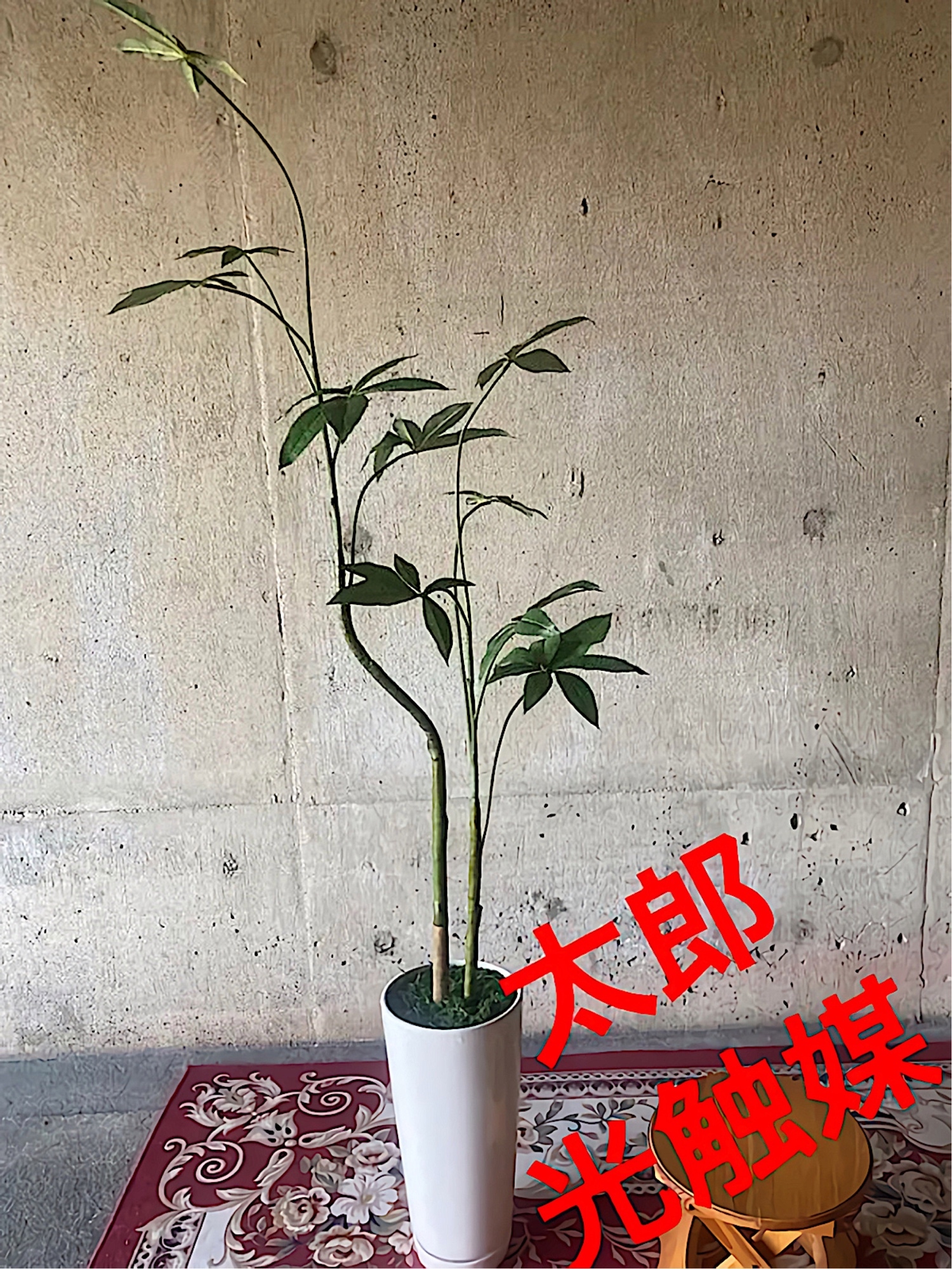 光触媒　人工観葉植物　ウォールグリーン　フェイク　フラワー　くねくねパキラ 光触媒 人工観葉植物 ウォールグリーン フェイクフラワー
