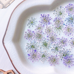 【押し花素材】レースフラワー　着色　淡色ミックス　pressed flowers
