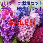 セール‼️ヒヤシンス　水栽培セット　紫色　球根＋ポット