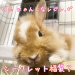 シークレット福袋