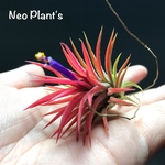 【超希少‼︎】初入荷！真っ赤なイオナンタハミムラ！！【1株】
