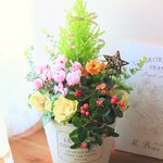 🎄クリスマスツリーのお花の寄せ植え　贈り物にも