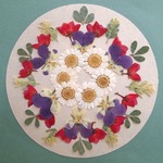 押し花セットT＜ノースポール＆ビオラ＆ボロニア他＞