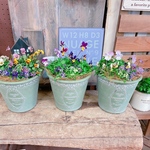 再入荷！どれがくるかお楽しみ！可愛い寄せ植え♡見元ビオラ３株&アリッサムミックス【カラフルガーデニング】みどり器♪