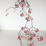 サンキライ：リース用ツル