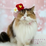💖梅と椿のベレー帽❤️   猫　ペット　帽子