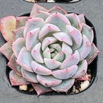 多肉植物　ラズリムレイク