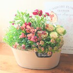 ❀花かんざしとピンクのお花の寄せ植え　贈り物にも