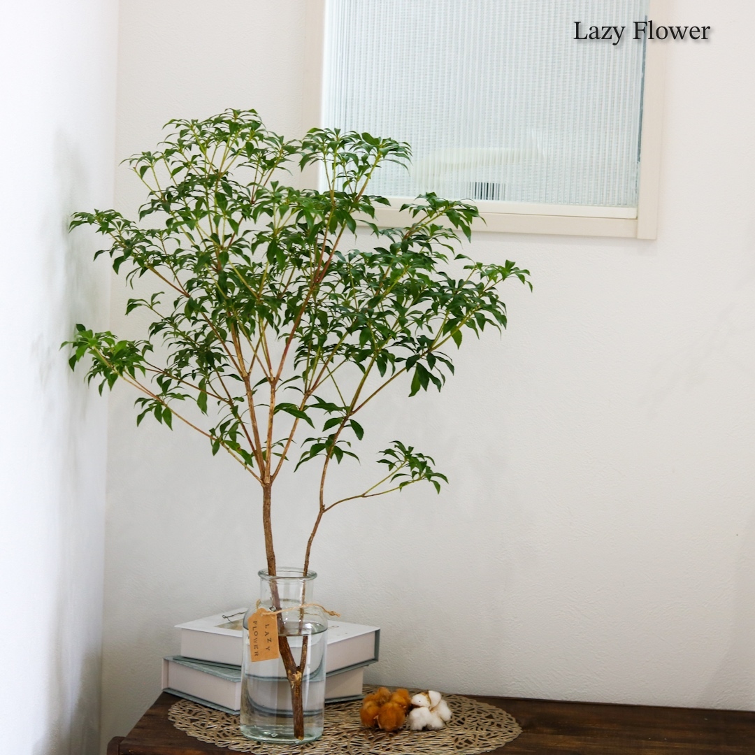 切りたてアセビ60cm2本 観葉植物 インテリア 枝物 枝 装飾 北欧