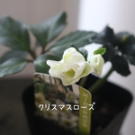 ほっこり★クリスマスローズ❁⃘*.ﾟマリア❁❀✿✾宿根草