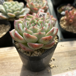 多肉植物韓国輸入苗エケベリアクリスタルローズ