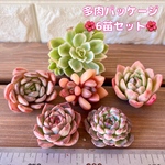 多肉パッケージ⑥🌺６苗セット🌺札付き