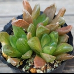 【送料込】宝草★抜き苗★ハオルチア★多肉★多肉植物★寄せ植え★