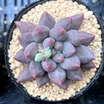 【SALE】ブラックフィンガー　韓国苗　多肉植物