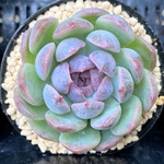 【SALE】ブラックローズhyb   韓国苗　多肉植物