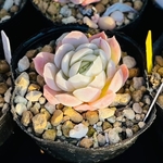 多肉植物　ピンクネーション