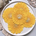 【押し花素材】ガーベラ　イエロー　　pressed flowers