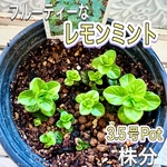 レモンミント　入手困難　株分け　苗　レモンの風味があるフルーティーな香り　ミント　ハーブ
