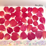 ♡new♡作家様必見♡小さめな花びらがいっぱい♡ 押し花セット
