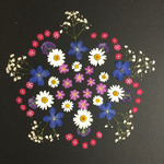 押し花  花便り NO.232