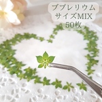 押し花 ブプレリウム サイズMIX 50枚
