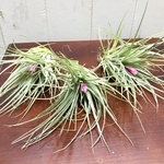 3株　花芽付き♪ Tillandsia チランジア コットンキャンディパープル　